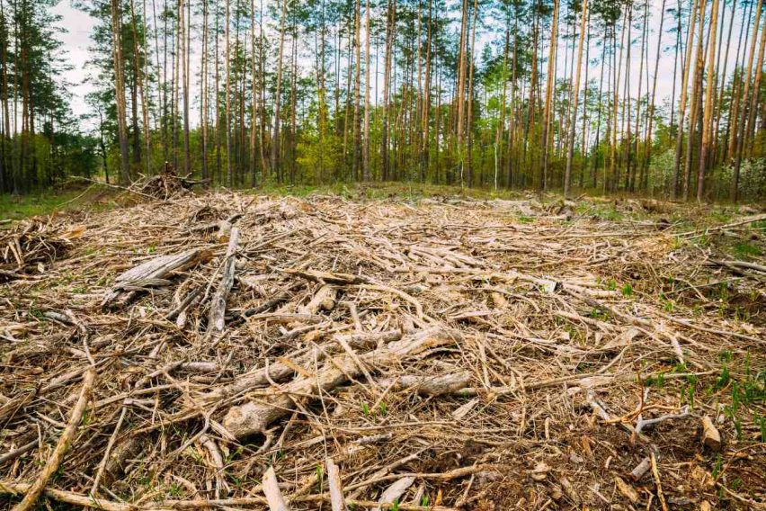 Ley de la UE contra la deforestación mundial