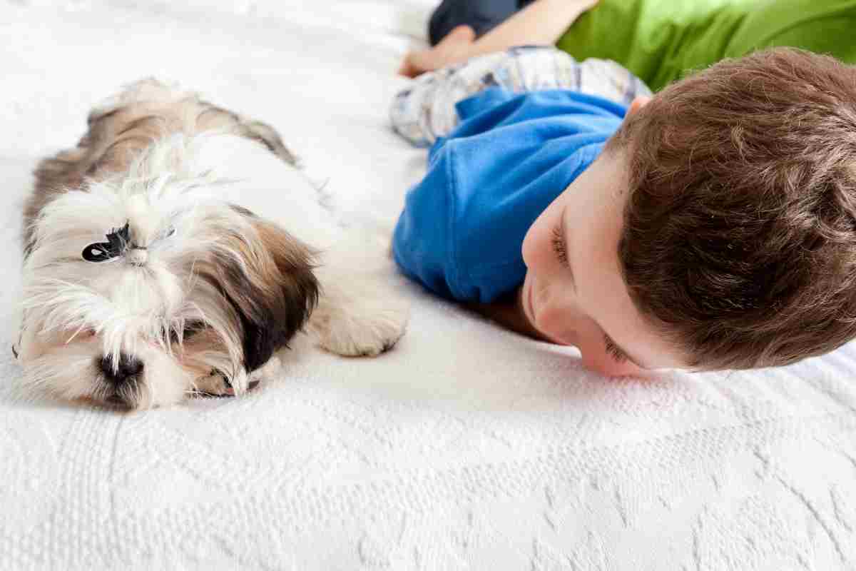 Ley de bienestar animal Principales medidas que introduce esta norma